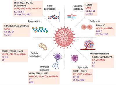 Oncogenic Viruses as Entropic Drivers of Cancer Evolution